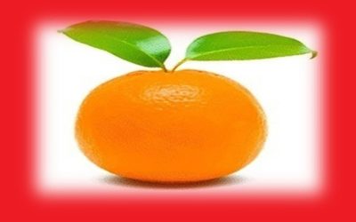 ‘Men kan ons niet vragen even een grondwet te tweeten’