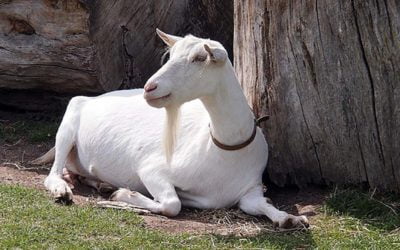 De Marokkaanse cultuur als zondebok