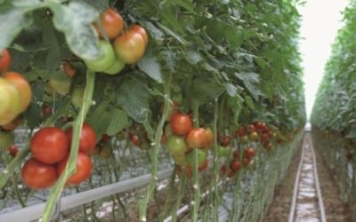 Koudegolf beïnvloedt groei tomaten in Marokko