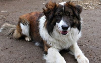 NOORD-AFRIKA 2 Aïdi, de 100% Amazigh hond uit de Atlas